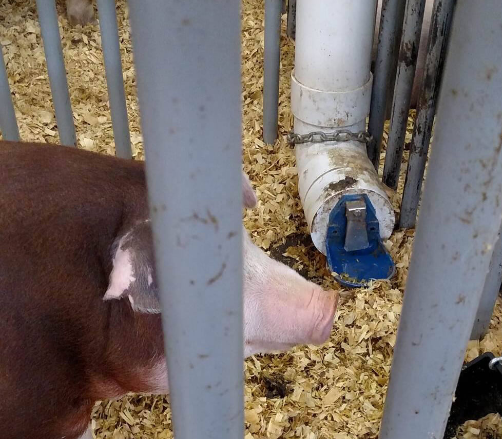 Pig drinking out of waterer