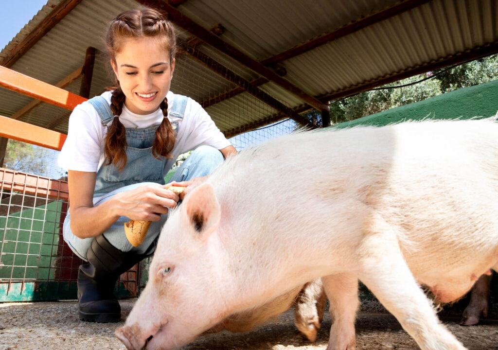 Feeding pig