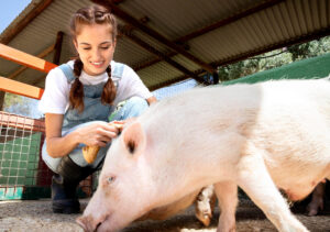 Feeding pig