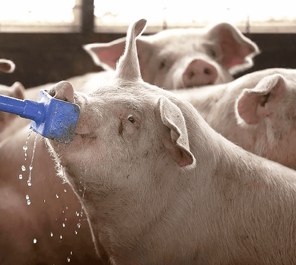 Happy pigs with swinging waterers