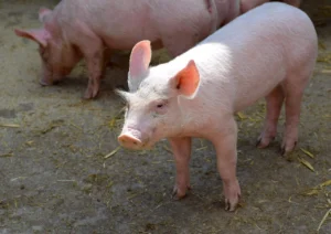 How Much Water Do Pigs Need in Summer? Hydration Guide by Age & Type