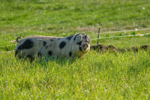 Pig in field