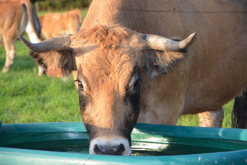 Cow drinking water