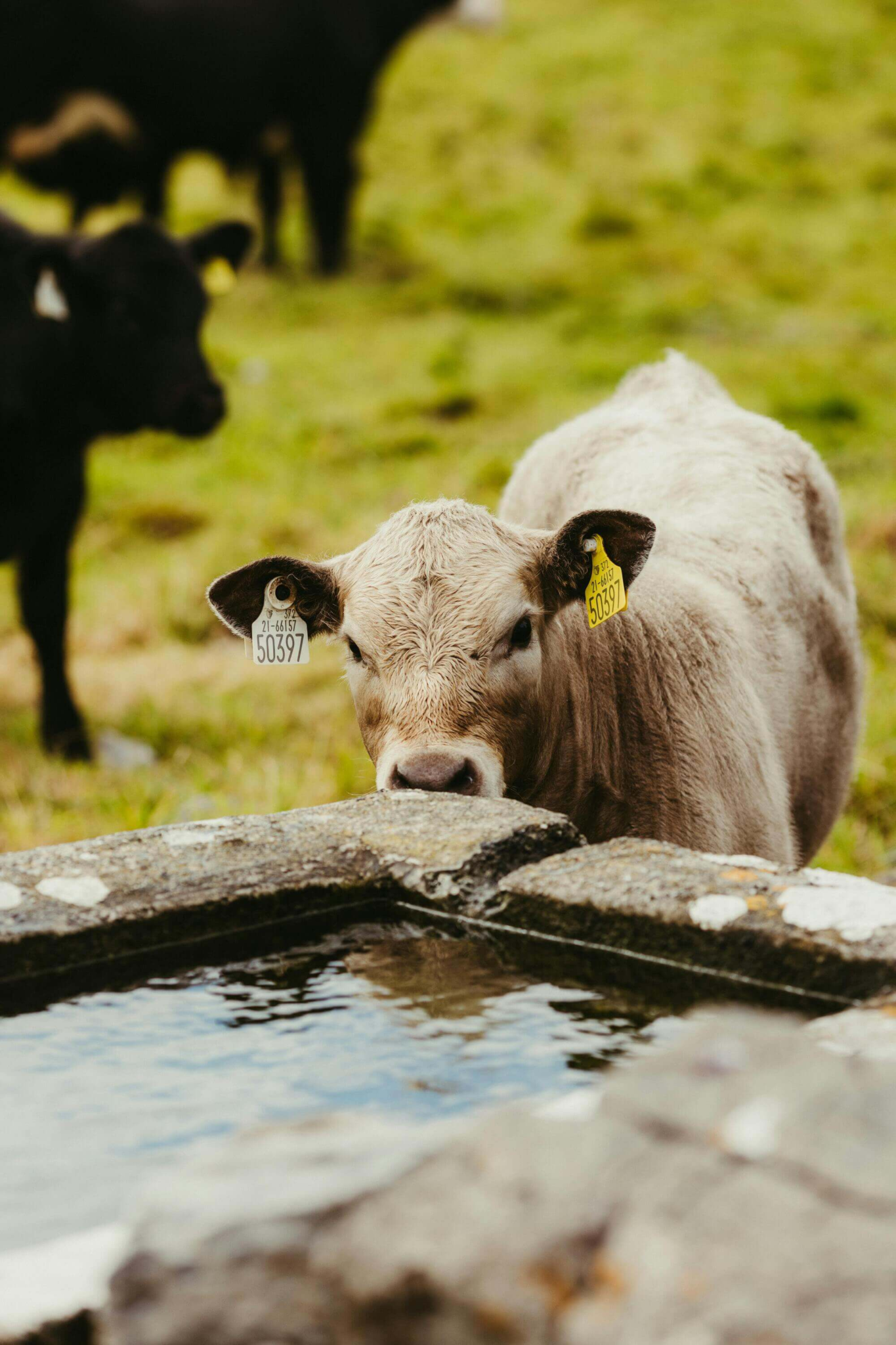 Farm Wate Rflow De-Winterize Farm Water Systems: Spring Livestock Guide