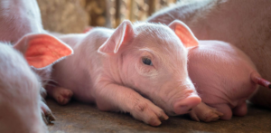 Cute Pig